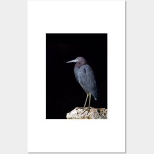 Little Blue Heron Posters and Art